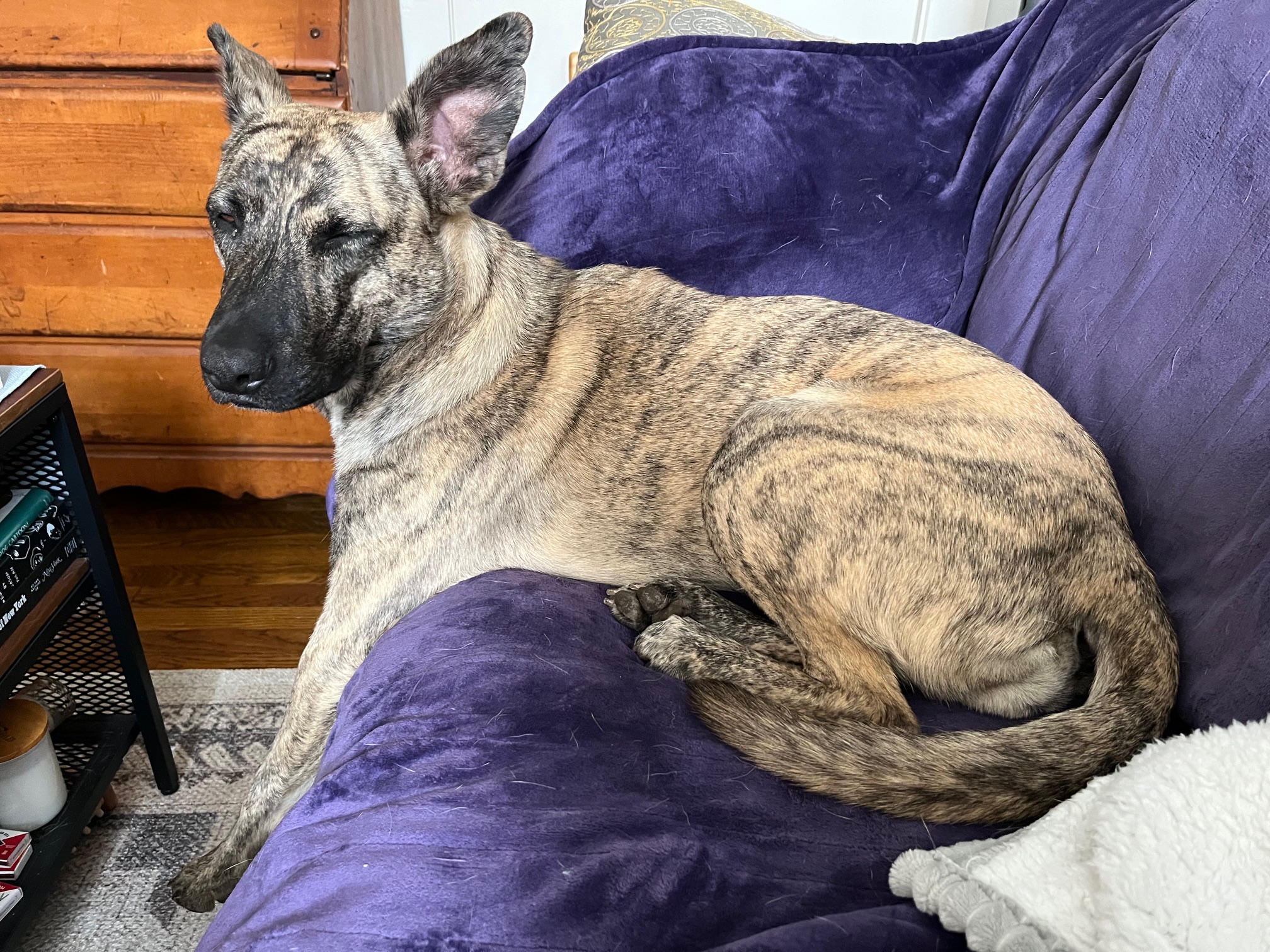 Maggie half on the couch