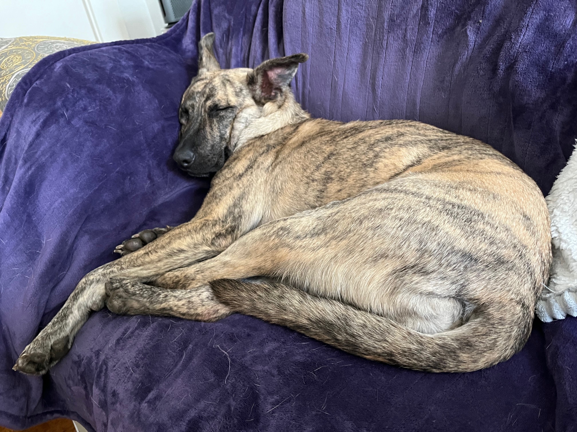 Maggie sleeping on a couch