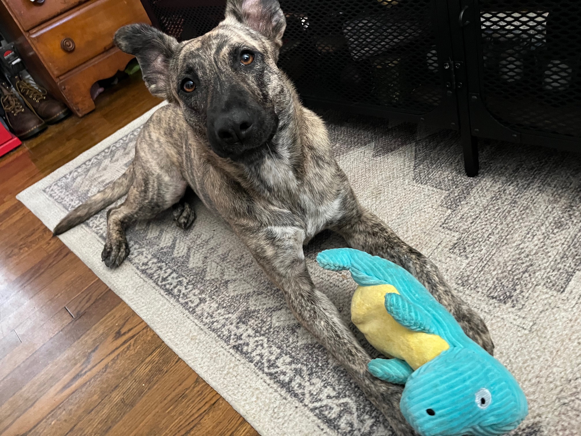 Maggie with a toy