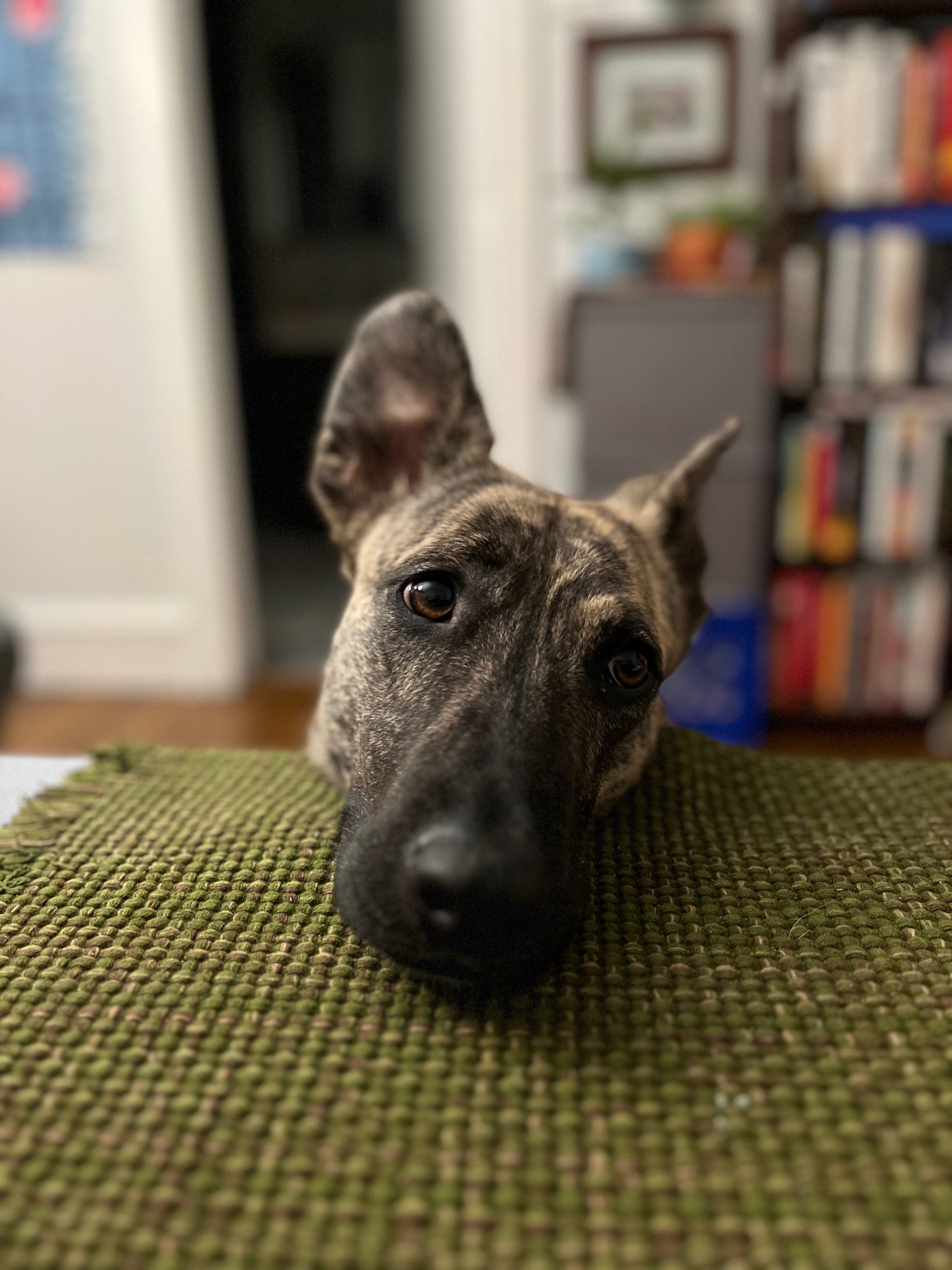 Maggie the dog