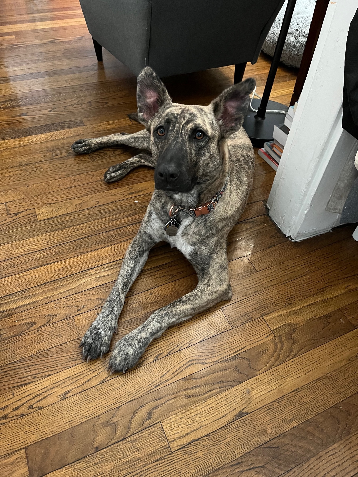 Maggie sitting nicely