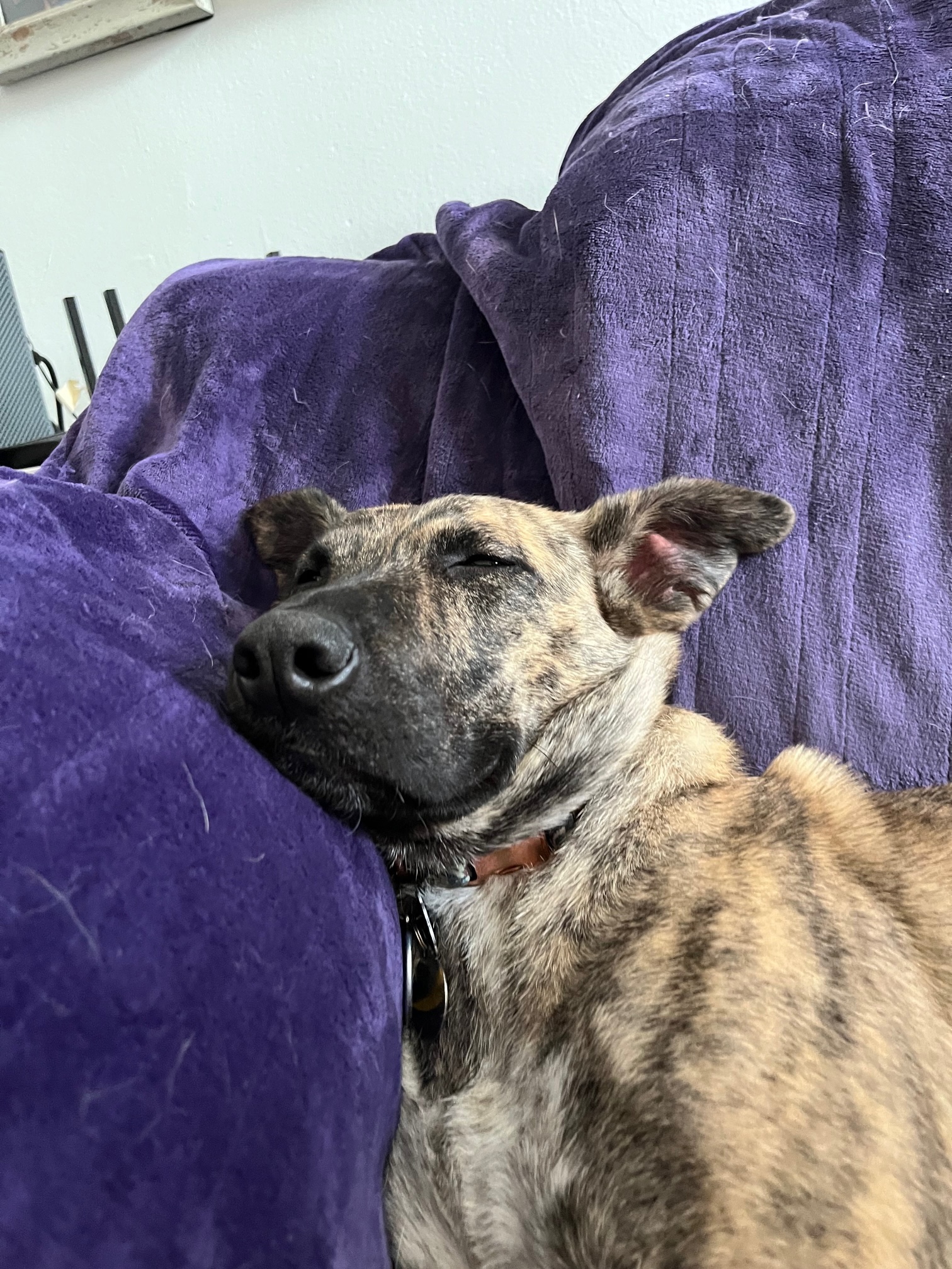 Maggie asleep with a smushed face